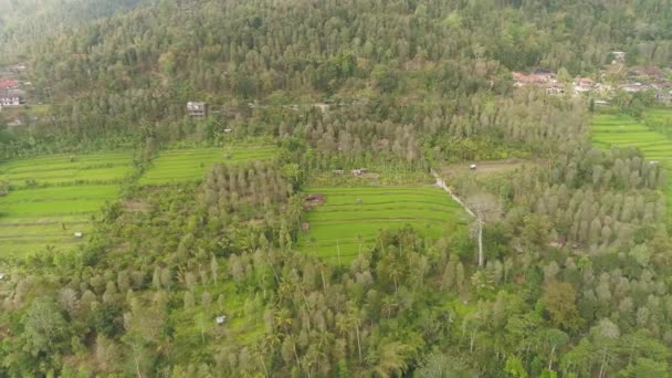 Paesaggio tropicale con terreni agricoli in indonesia — Video Stock