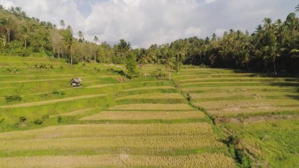 Tropiskt landskap med jordbruksmark i indonesien — Stockvideo