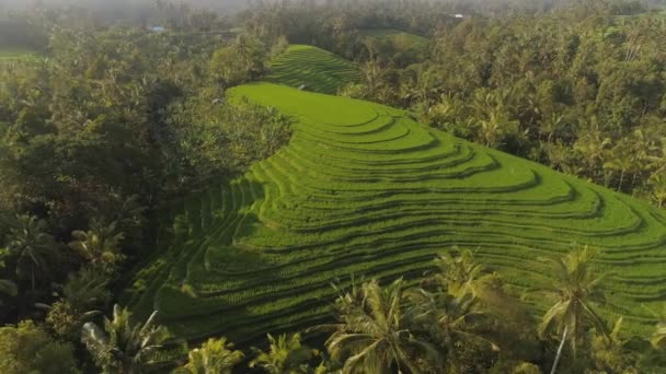 Campos de arroz com terras agrícolas na indonésia — Vídeo de Stock