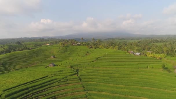 Campos de arroz con tierras agrícolas en indonesia — Vídeos de Stock