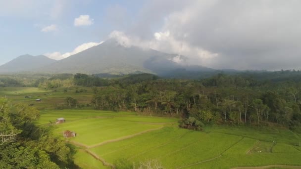 Tarasy ryżowe i grunty rolne w Indonezji — Wideo stockowe
