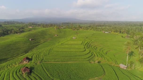Campos de arroz com terras agrícolas na indonésia — Vídeo de Stock