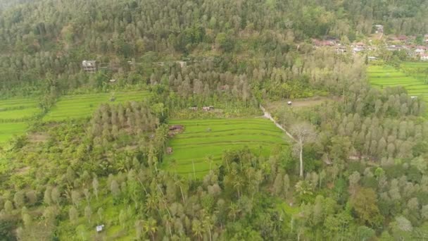 Paisaje tropical con tierras agrícolas en indonesia — Vídeos de Stock