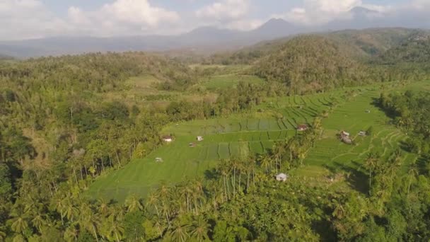 Terrazas de arroz y tierras agrícolas en indonesia — Vídeo de stock