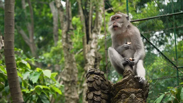 Monos en el bosque de Bali. — Foto de Stock
