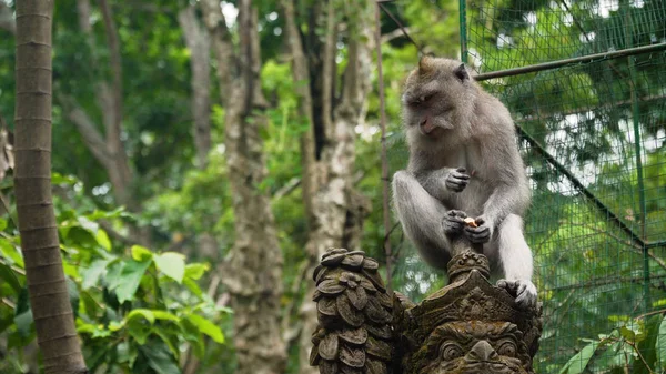 Affen im Wald auf Bali. — Stockfoto