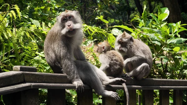 Apen in het bos op Bali. — Stockfoto