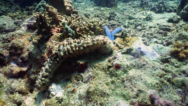 Arrecife de coral y pepino de mar — Foto de Stock