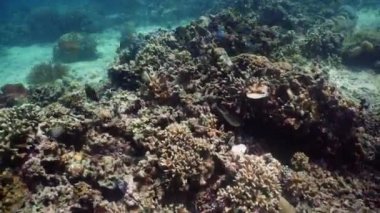 Mercan resifi ve tropikal balıklar