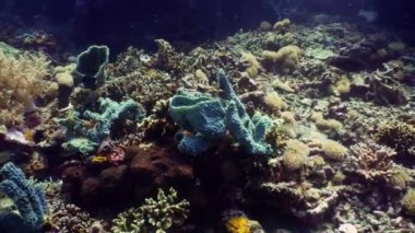 Mercan resifi ve tropikal balıklar