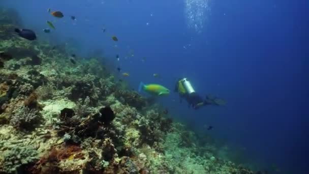 Recifes de coral e peixes tropicais — Vídeo de Stock