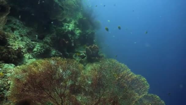 Arrecife de coral y peces tropicales — Vídeos de Stock