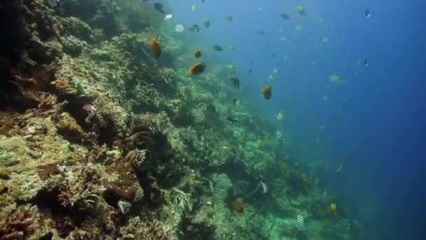 Korallrev Och Tropisk Fisk Dykning Och Snorkling Vattnet Korallrev Hårda — Stockvideo