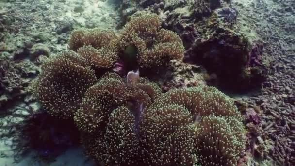 Récif corallien et poissons tropicaux