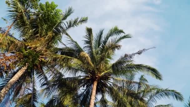 Palmiye ağaçları ve mavi gökyüzü — Stok video