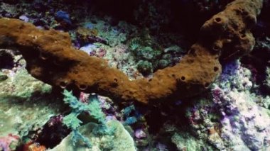 Mercan resifi ve tropikal balıklar