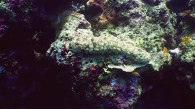 mercan ve deniz hıyarı