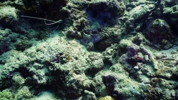 Лобстер на кораловому рифі — стокове відео