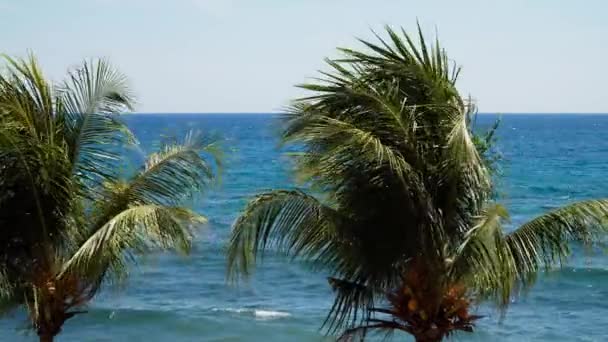 Palmbomen en blauwe lucht — Stockvideo