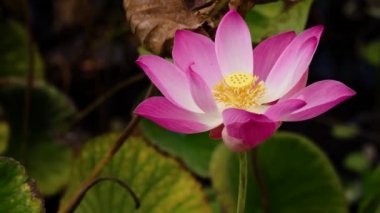 pembe nilüfer çiçeği