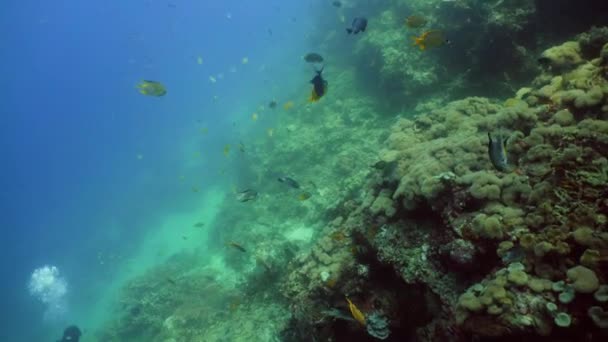 サンゴ礁と熱帯魚です サンゴ礁での水中世界ダイビングやシュノーケリングです 硬くて柔らかいサンゴの水中風景 — ストック動画