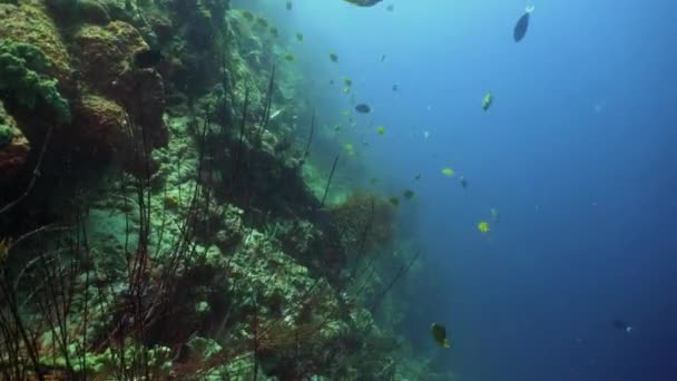 Κοραλλιογενή ύφαλο και τροπικά ψάρια — Αρχείο Βίντεο