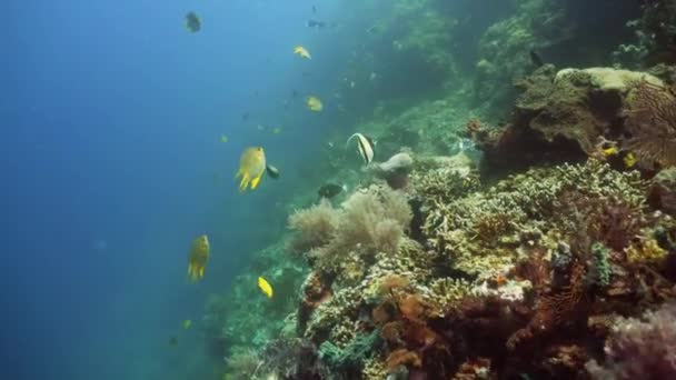 Korallzátony és trópusi hal — Stock videók