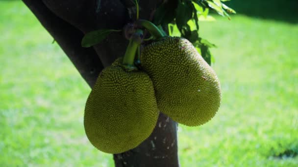 Jackfruit Tree Genç Jackfruit Ağaç Dalı Jack Meyveleriyle Dolu — Stok video