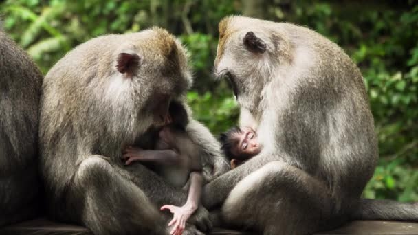 Singes dans la forêt à Bali. — Video