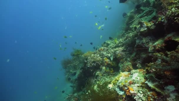 Arrecife de coral y peces tropicales — Vídeo de stock