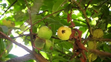 Ağaç dalında Guava meyvesi. Guava yeşil ağacında taze guava meyvesi tatlı ve lezzetli