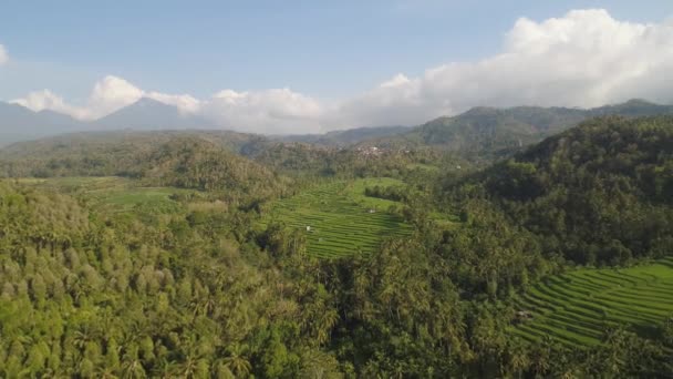 Reisfelder mit landwirtschaftlichen Flächen in Indonesien — Stockvideo