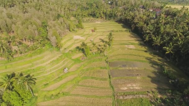 Endonezya 'da tarım arazisi olan pirinç tarlaları — Stok video