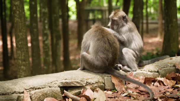 Monos en el bosque de Bali. — Vídeos de Stock