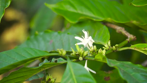 Plantación de café en Indonesia — Vídeo de stock