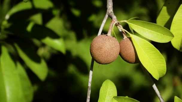 Sapodilla fruit op boom — Stockvideo