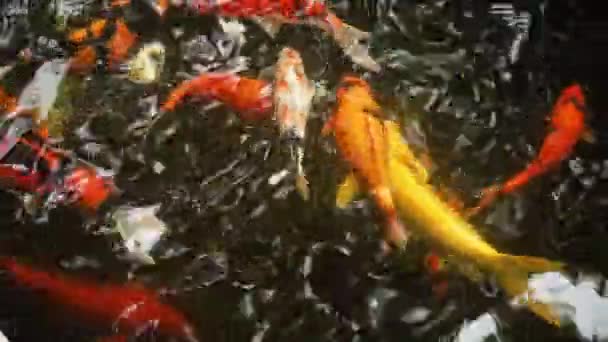 Colorful fish in a pond. — Stock Video