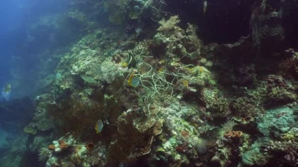 Arrecife de coral y peces tropicales — Vídeo de stock