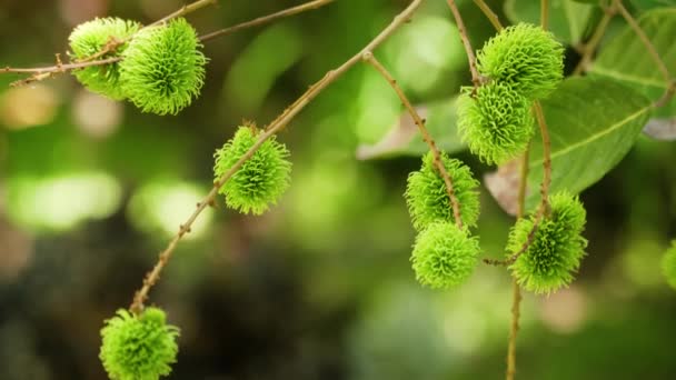 Green rambutan on the tree — Stock Video