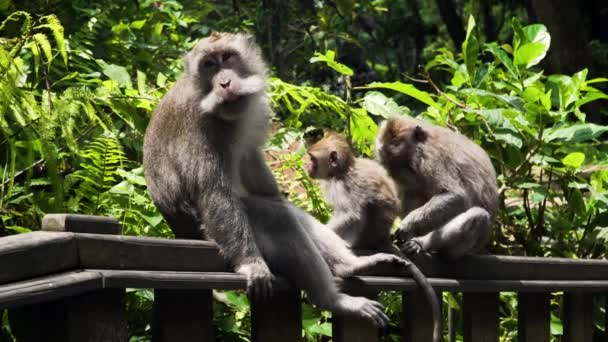 Macacos na floresta em Bali. — Vídeo de Stock