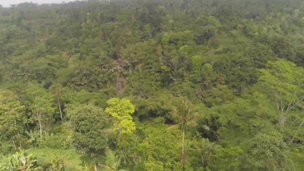 Tropical landscape rainforest and mountains — Stock Video