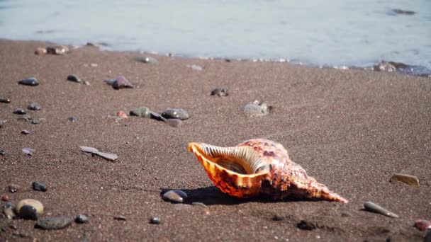 Gros coquillage sur le sable — Video