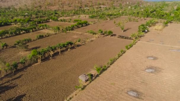 Terras agrícolas na indonésia — Vídeo de Stock