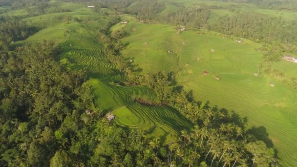 Rizières avec terres agricoles en indonésie — Video