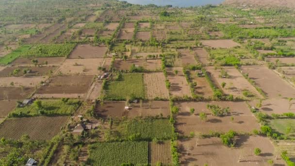 Terras agrícolas na indonésia — Vídeo de Stock