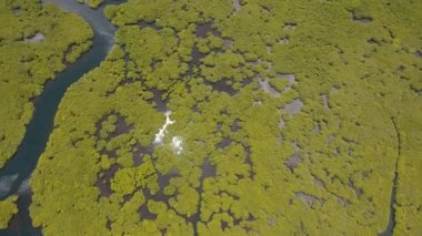 Asya 'daki Mangrove Ormanı