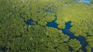Hava görüntüleri mangrov ağacı ormanları ve nehir Mangrove ormanları, ağaçlar, nehir. Mangrove manzarası. Filipinler.