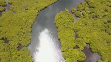 Asya 'daki Mangrove Ormanı