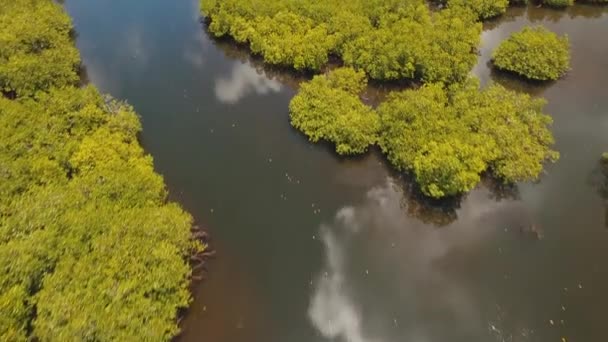 Mangroveskog i Asien — Stockvideo