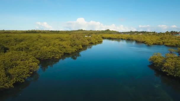 Bosque de manglares en Asia — Vídeos de Stock